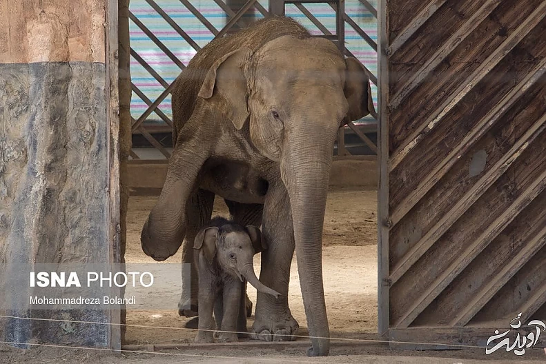 (تصاویر) رونمایی از «مایسا» در باغ وحش ارم